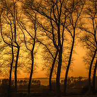 Buy canvas prints of Row of Silhouetted Poplars at Sunset by Arterra 