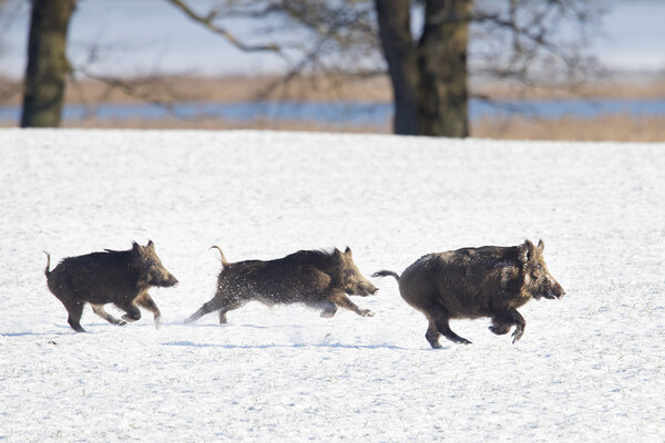 Wild Boars Fleeing in the Snow Picture Board by Arterra 