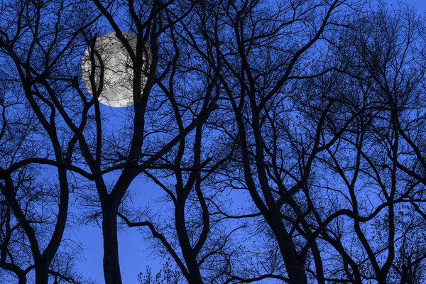 Silhouetted Trees at Full Moon Picture Board by Arterra 