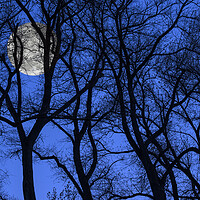Buy canvas prints of Silhouetted Trees at Full Moon by Arterra 
