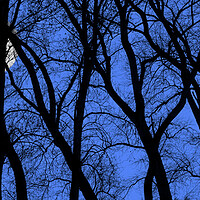 Buy canvas prints of Spooky Trees at Full Moon by Arterra 