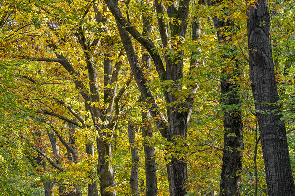 Oak Trees in Autumn Picture Board by Arterra 