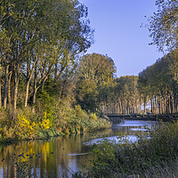 Buy canvas prints of Poplars along Canal in Damme, Belgium by Arterra 