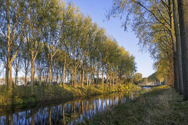 Trees along the Schipdonk Canal, Damme Picture Board by Arterra 