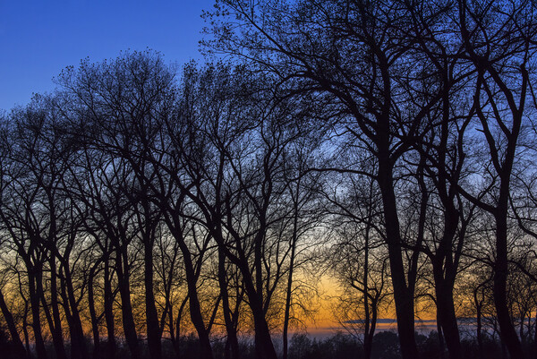 Bare Trees at Sunset Picture Board by Arterra 