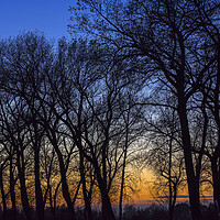 Buy canvas prints of Bare Trees at Sunset by Arterra 