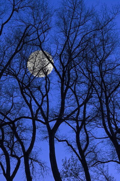 Bare Trees at Full Moon Picture Board by Arterra 