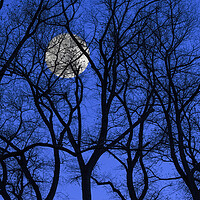 Buy canvas prints of Bare Trees at Full Moon by Arterra 