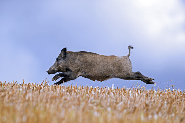 Wild Boar Fleeing Picture Board by Arterra 