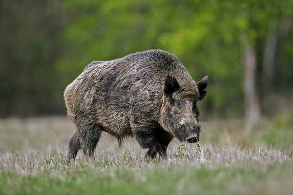 Wild Boar at Forest Edge Picture Board by Arterra 