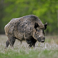 Buy canvas prints of Wild Boar at Forest Edge by Arterra 