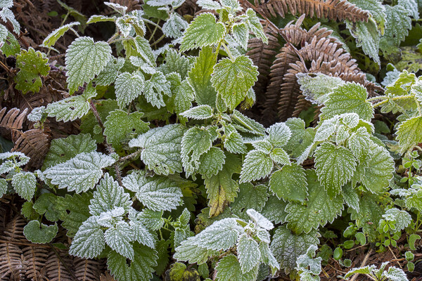 Nettles and Blackberry Leaves Covered in Frost Picture Board by Arterra 