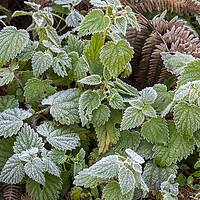 Buy canvas prints of Nettles and Blackberry Leaves Covered in Frost by Arterra 