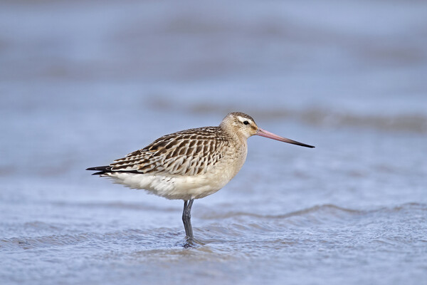 Bar-Tailed Godwit  Picture Board by Arterra 
