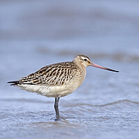 Buy canvas prints of Bar-Tailed Godwit  by Arterra 