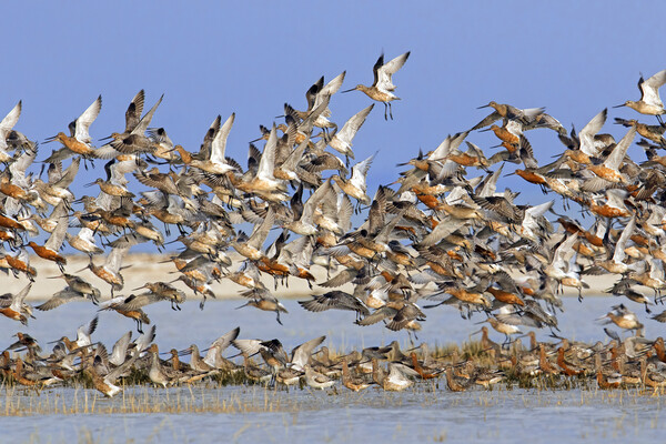 Bar-Tailed Godwits Taking Off Picture Board by Arterra 