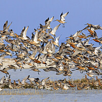 Buy canvas prints of Bar-Tailed Godwits Taking Off by Arterra 