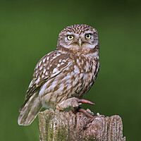 Buy canvas prints of Little Owl with Worm by Arterra 