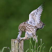 Buy canvas prints of Little Owl Landing with Mouse on Post by Arterra 