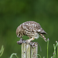 Buy canvas prints of Little Owl Eating Mouse by Arterra 
