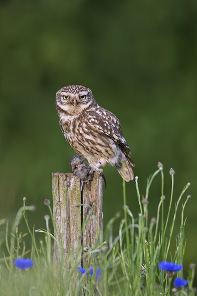 Little Owl with Mouse on Fence Post Picture Board by Arterra 