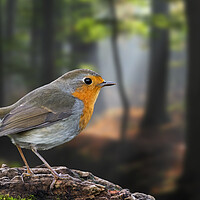 Buy canvas prints of European Robin in Forest by Arterra 
