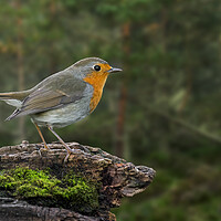 Buy canvas prints of Robin on Tree Stump in Forest by Arterra 