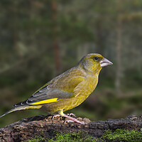 Buy canvas prints of Greenfinch in Woodland by Arterra 