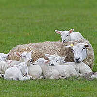 Buy canvas prints of Sleeping White Sheep with Seven Lambs by Arterra 