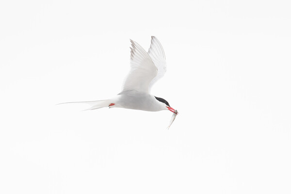 Arctic Tern in Flight Picture Board by Arterra 