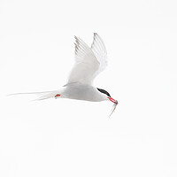 Buy canvas prints of Arctic Tern in Flight by Arterra 