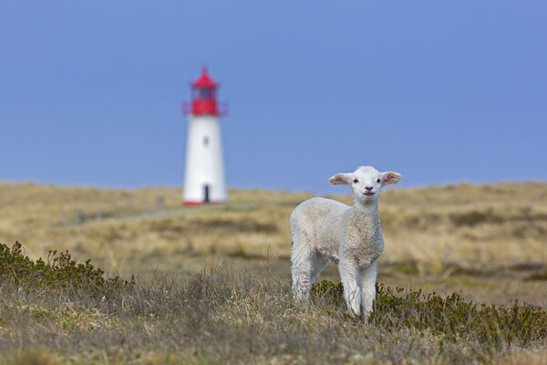 Lamb and Lighthouse Picture Board by Arterra 