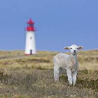 Buy canvas prints of Lamb and Lighthouse by Arterra 
