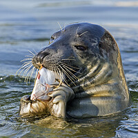 Buy canvas prints of Grey Seal Eating Fish by Arterra 