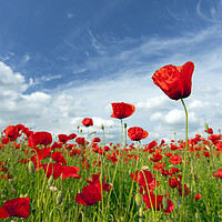 Buy canvas prints of Flowering Red Poppies in Meadow by Arterra 