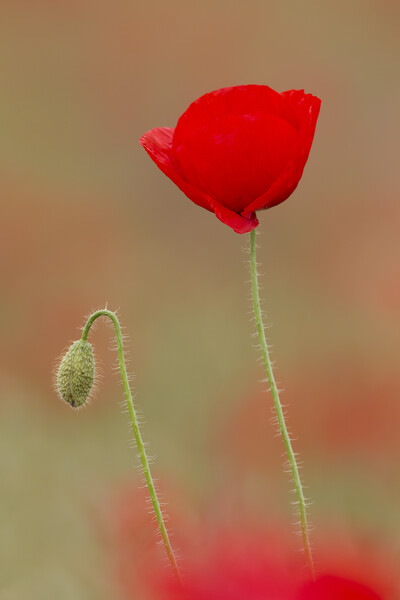 Red Poppy in Flower and Bud Picture Board by Arterra 