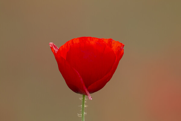 Single Flanders Poppy in Flower Picture Board by Arterra 