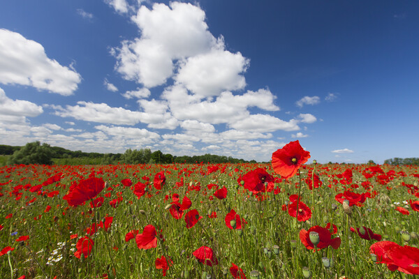 Red Poppies in Flower with Cloudy Sky Picture Board by Arterra 