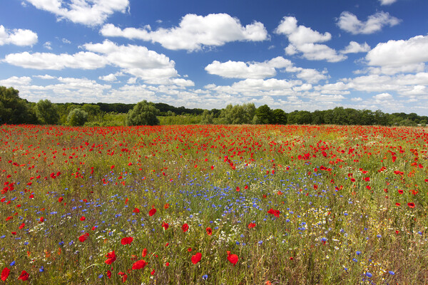 Red Poppies and Cornflowers in Field Picture Board by Arterra 