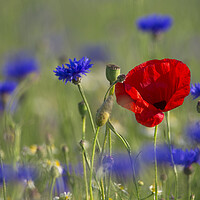 Buy canvas prints of Red Poppy and Bluebottles in Flower by Arterra 