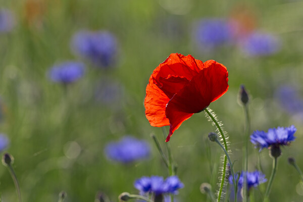 Single Red Poppy among Cornflowers in Field Picture Board by Arterra 