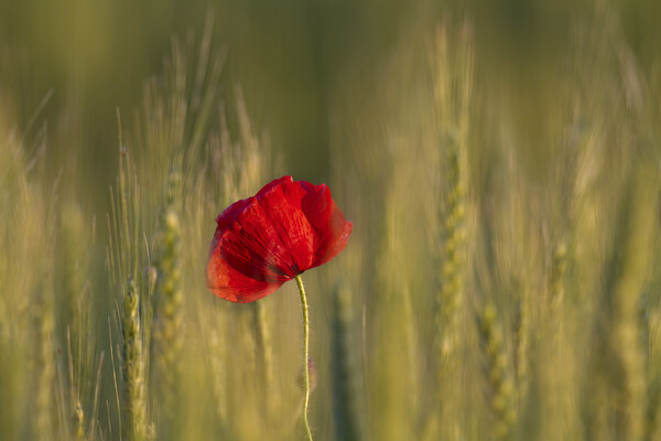 Red Poppy in Wheat Field Picture Board by Arterra 