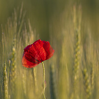 Buy canvas prints of Red Poppy in Wheat Field by Arterra 