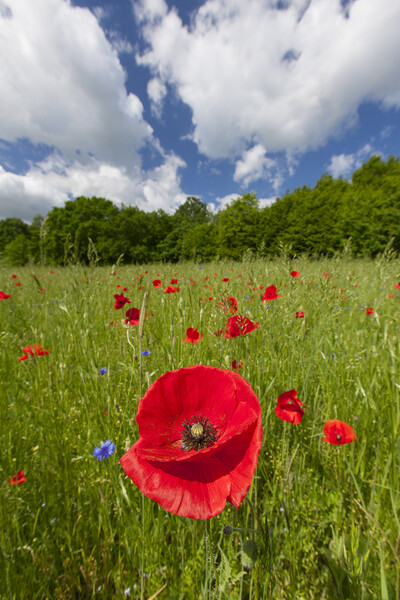 Common Poppies in Meadow Picture Board by Arterra 