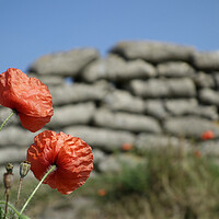 Buy canvas prints of Red Poppies in WWI Trench by Arterra 