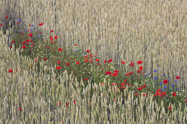 Red Poppies in Flower in Wheat Field Picture Board by Arterra 