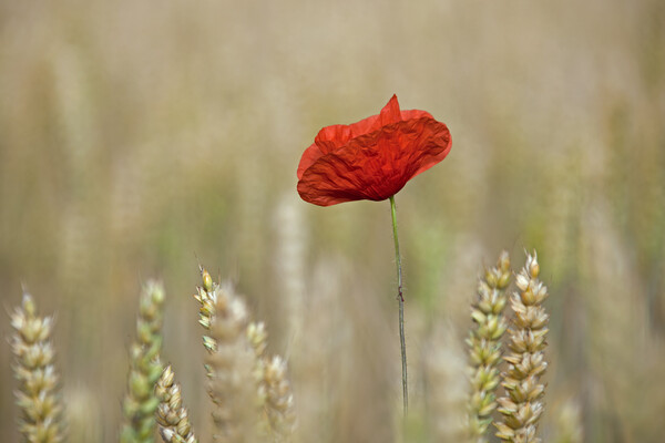 Single Red Poppy in Wheat Field Picture Board by Arterra 