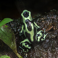 Buy canvas prints of Green and Black Poison Dart Frog by Arterra 