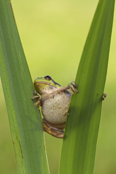 Tree Frog in Reed Bed Picture Board by Arterra 