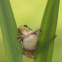 Buy canvas prints of Tree Frog in Reed Bed by Arterra 